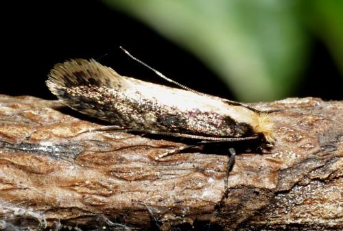 Monopis crocicapitella