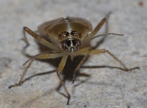 Réf. 181 395 : Harpocera thoracica