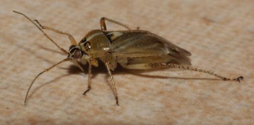 Réf. 181 396 : Harpocera thoracica