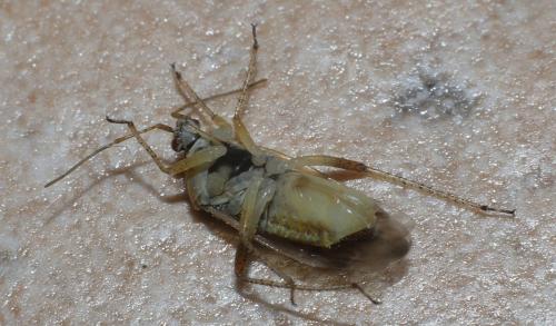Réf. 181 397 : Harpocera thoracica