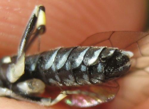 Macrophya alboannulata