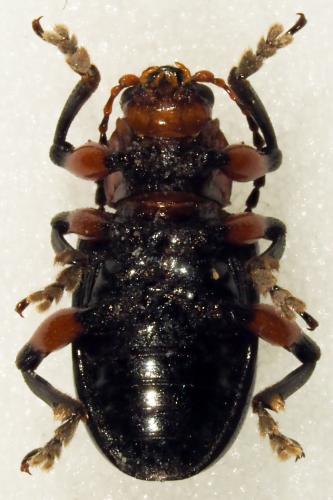 Réf. 181 940 : Syagrus calcaratus