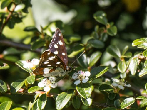 Réf. 181 281 : Limenitis reducta