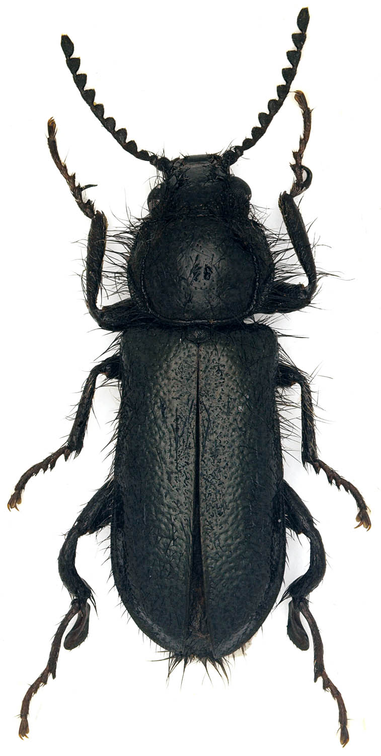 Piezo - Enicopus (Enicopus) ater - réf. 181355 (757 x 1500 pixels, 131 ko)