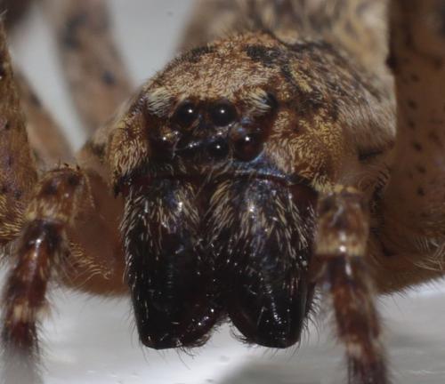 Zoropsis spinimana