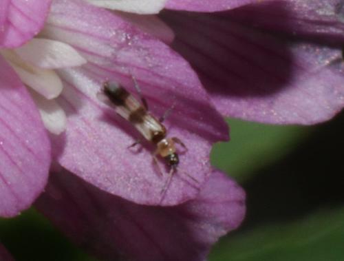 Aeolothrips sp.