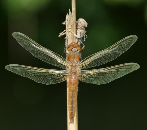 Réf. 182 724 : Libellula fulva