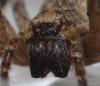 Zoropsis spinimana