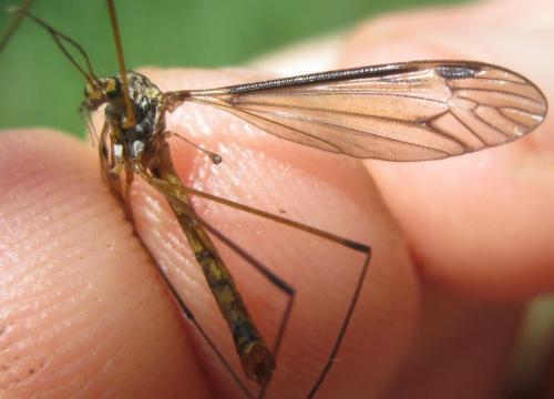 Réf. 183 567 : Tipula marginella