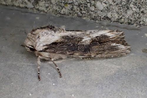 Réf. 183 089 : Egira conspicillaris