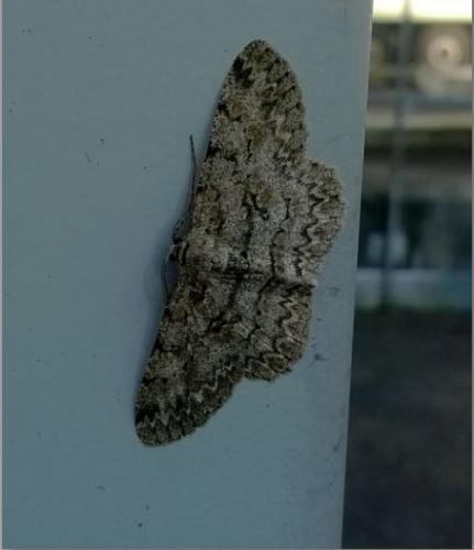 Réf. 184 073 : Hypomecis punctinalis