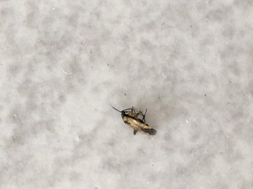 Réf. 184 983 : Plagiognathus arbustorum