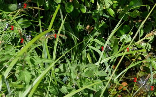 Réf. 184 719 : Libellula fulva