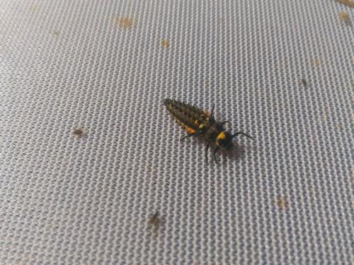 Anatis ocellata
