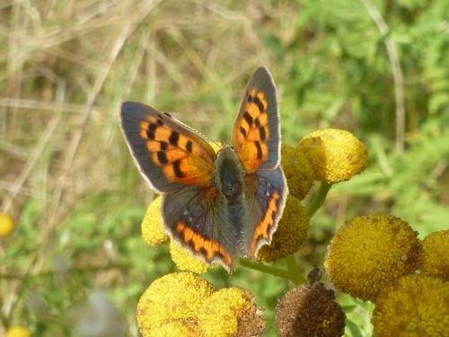 Réf. 185 010 : Lycaena phlaeas
