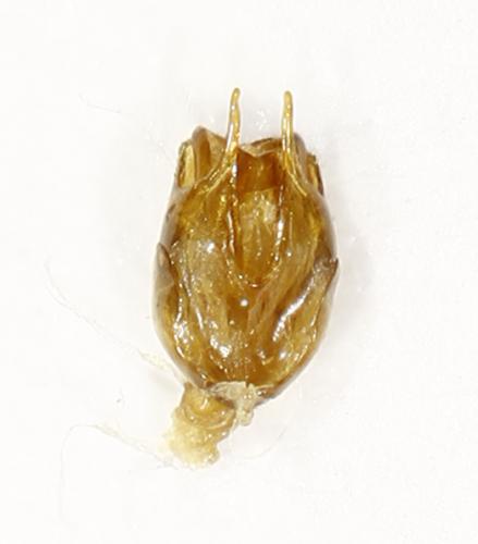 Cantharis rufa