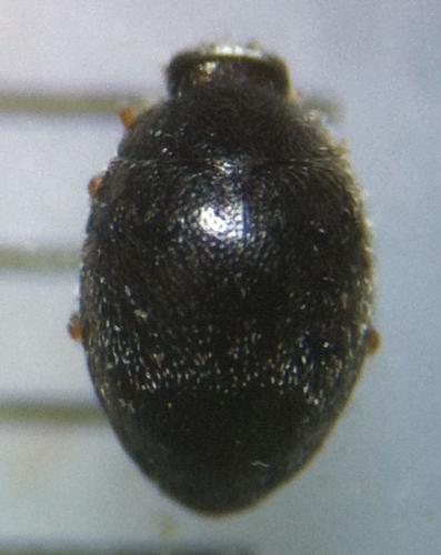 Réf. 185 814 : Stethorus pusillus