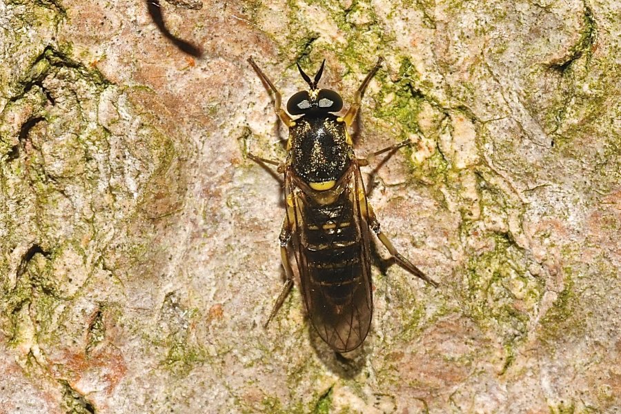 Combes Robert - Solva marginata - réf. 185056 (900 x 600 pixels, 219 ko)