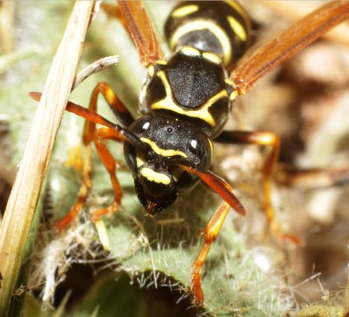 Polistes nimpha