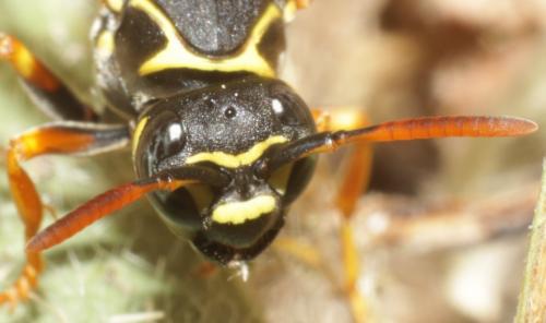 Réf. 186 287 : Polistes nimpha