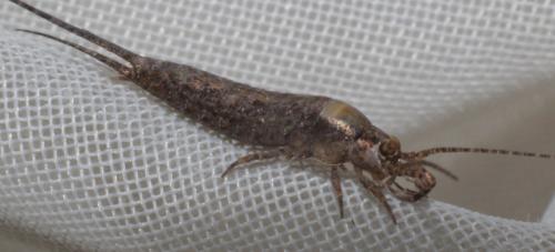 Lepismachilis targionii