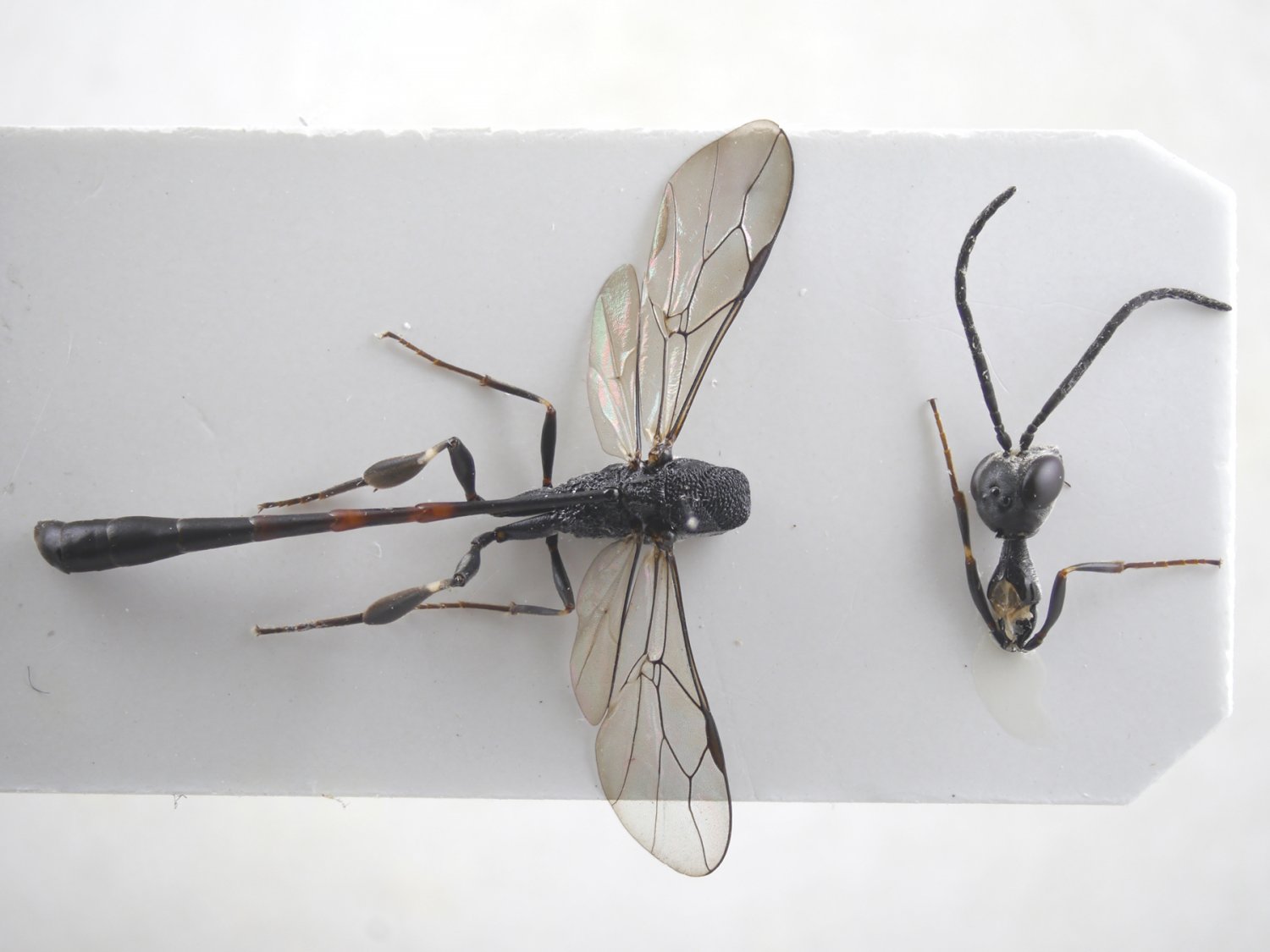 Yves Le Monnier - Gasteruption caucasicum - réf. 186813 (1500 x 1125 pixels, 115 ko)