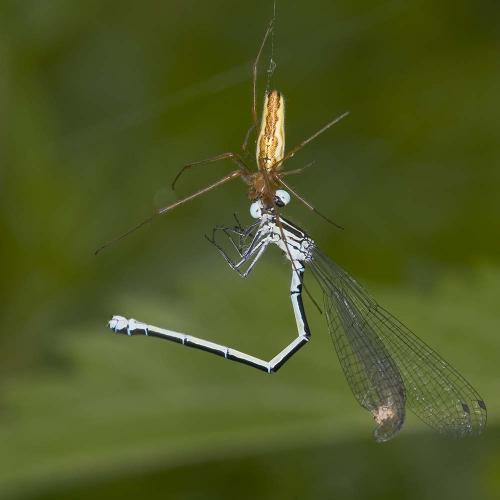 Réf. 187 697 : Coenagrion puella