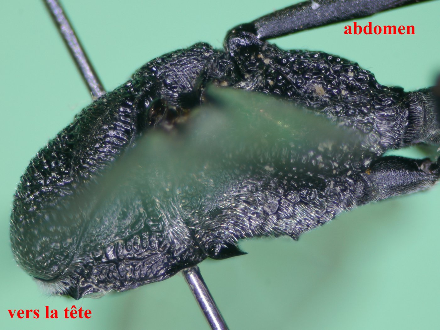 Yves Le Monnier - Gasteruption caucasicum - réf. 187389 (1400 x 1050 pixels, 214 ko)