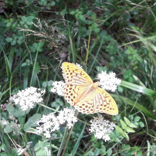 Réf. 188 259 : Argynnis paphia