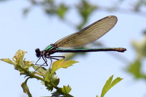 Calopteryx splendens