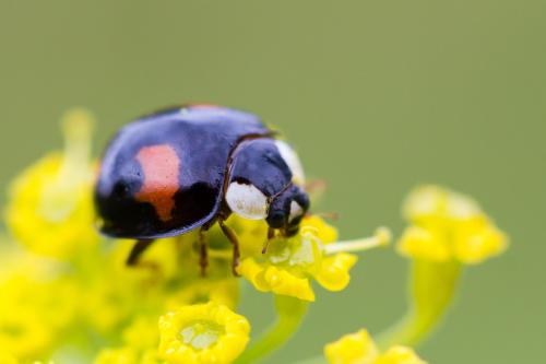 Harmonia axyridis