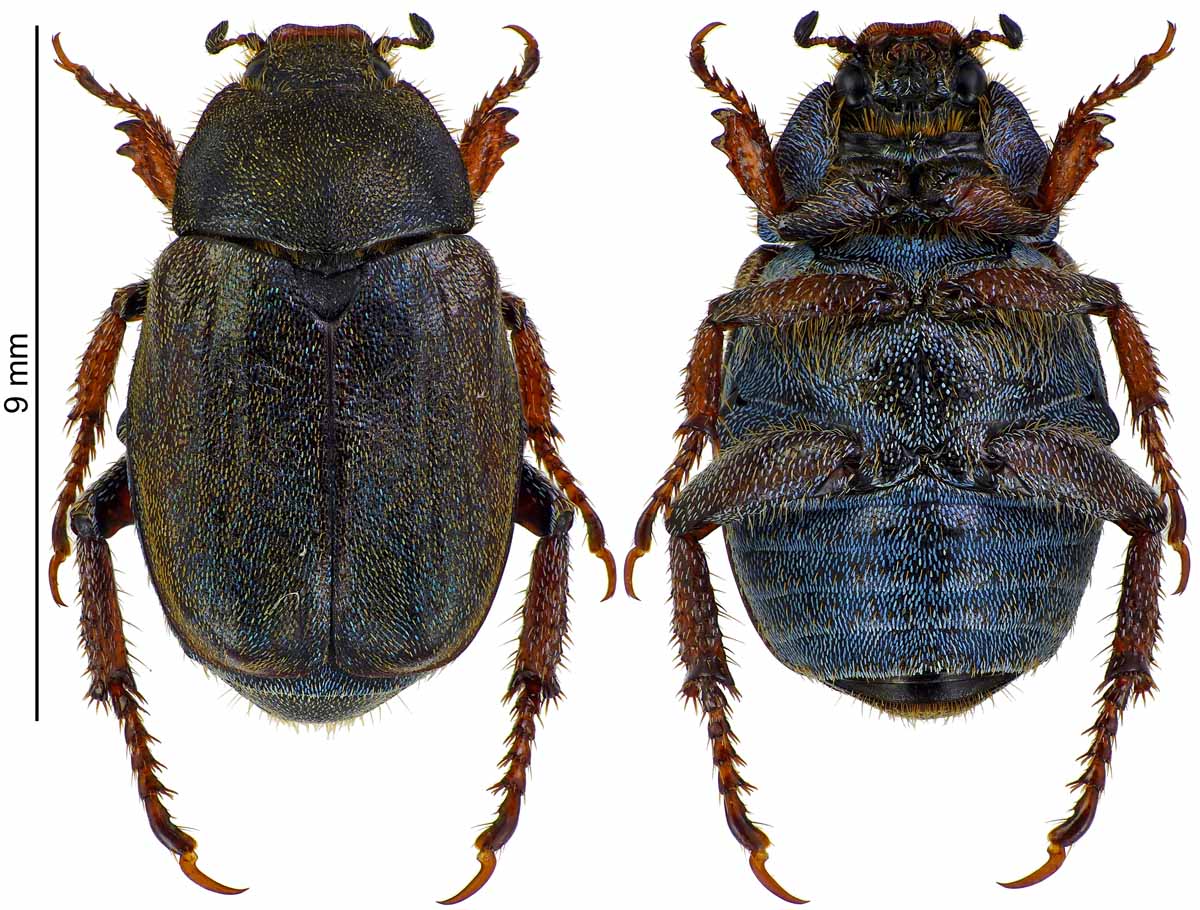 Guillaume JACQUEMIN - Hoplia (Decamera) philanthus - réf. 188187 (1200 x 910 pixels, 214 ko)