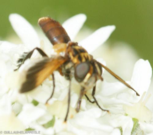 Réf. 189 677 : Trichopoda pictipennis