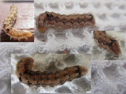Réf. 189 547 : Helicoverpa armigera