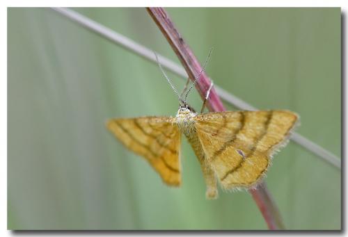 Réf. 189 281 : Idaea aureolaria