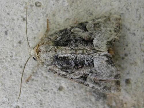 Réf. 19 680 : Oligia sp.