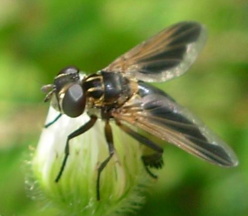 Réf. 19 763 : Trichopoda pictipennis