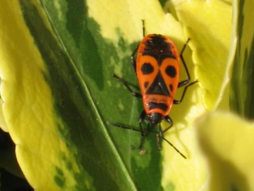 Réf. 19 788 : Pyrrhocoris apterus