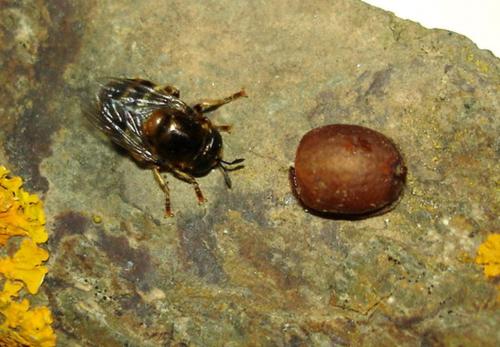 Microdon mutabilis
