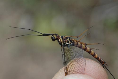 Epeorus assimilis
