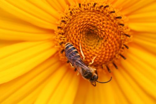 Réf. 19 761 : Halictus scabiosae