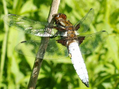 Réf. 19 101 : Libellula depressa