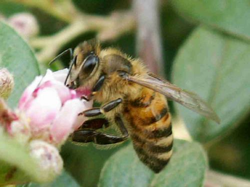 Apis mellifera