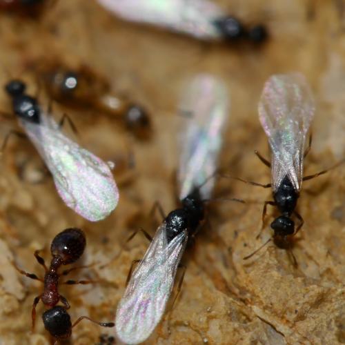 Réf. 190 627 : Temnothorax nigriceps