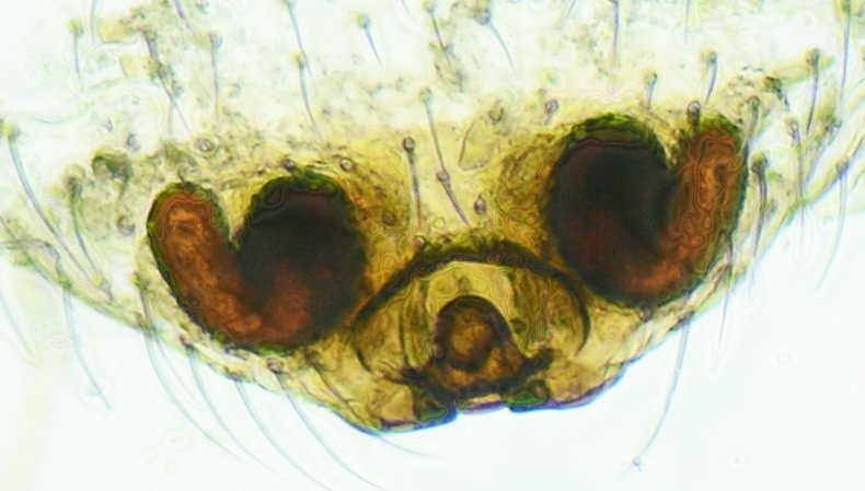 roy - Hypomma cornutum - réf. 190837 (790 x 449 pixels, 54 ko)