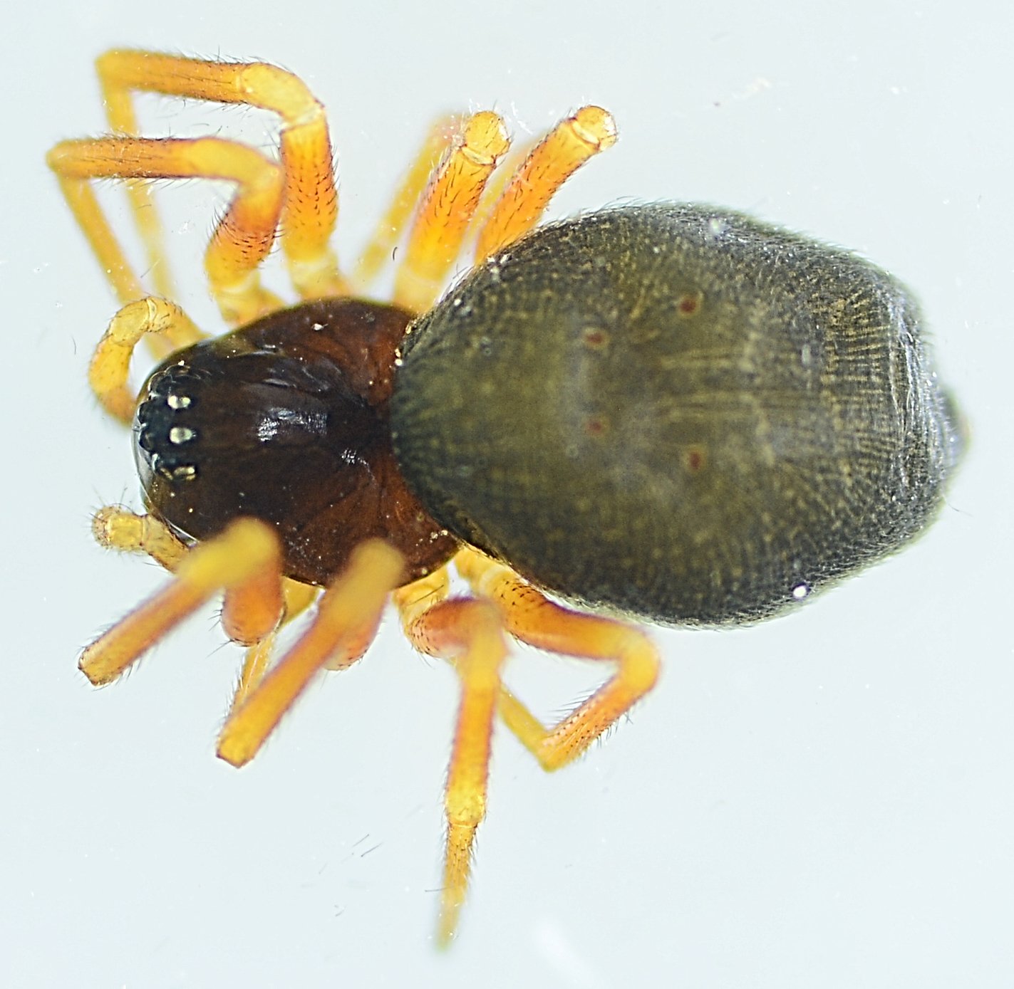 roy - Hypomma cornutum - réf. 190836 (1423 x 1389 pixels, 211 ko)