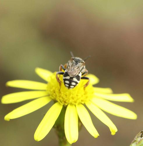 Epeolus sp.