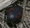 Hister quadrimaculatus