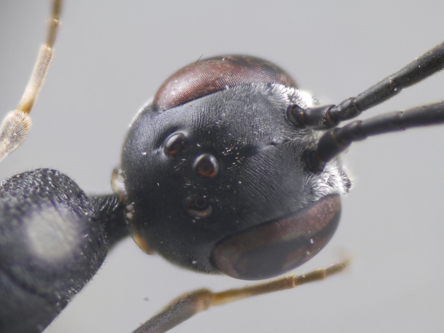 Yves Le Monnier - Gasteruption jaculator - réf. 191206 (1500 x 1125 pixels, 140 ko)