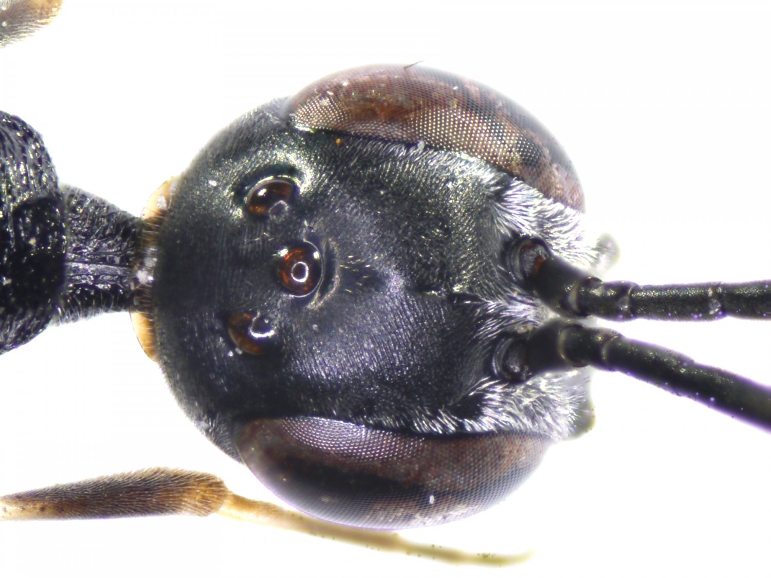 Yves Le Monnier - Gasteruption jaculator - réf. 191284 (1500 x 1125 pixels, 197 ko)